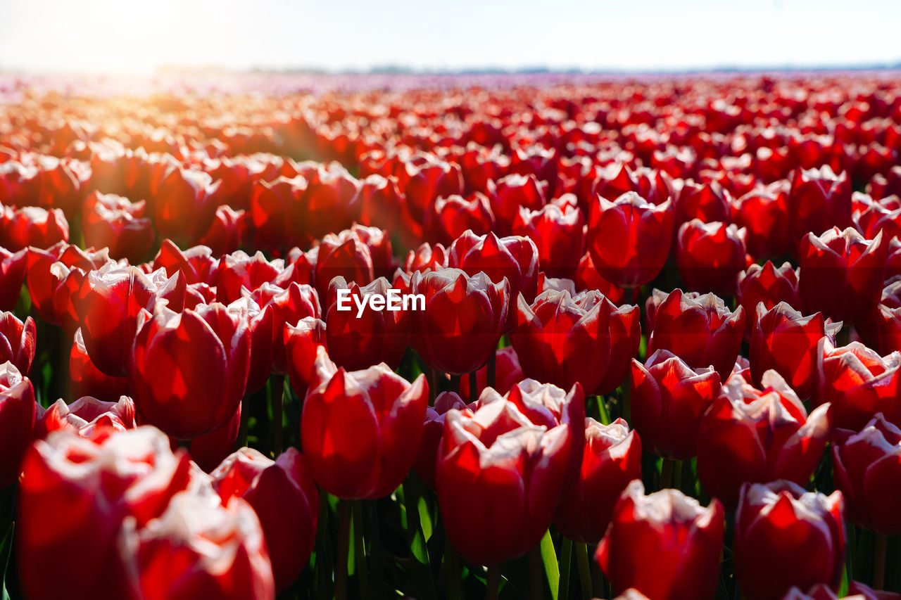 Landscape with fantastic beautiful dutch tulips field in netherlands on spring. 