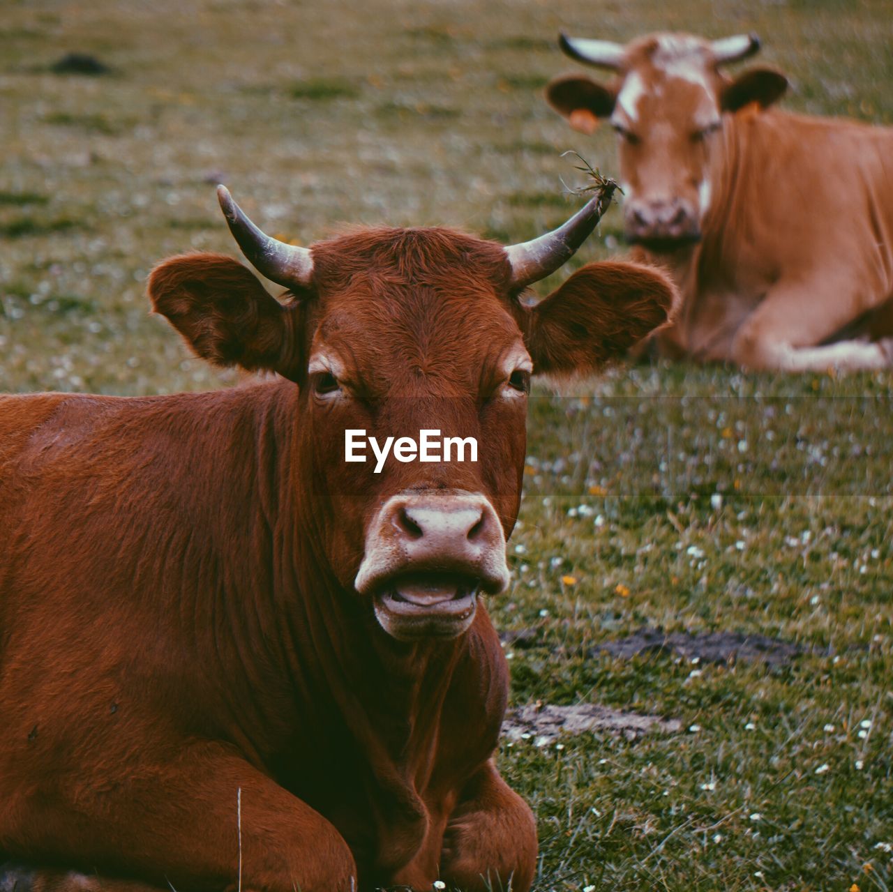 Brown cow portrait in the farm in the nature, cows in the meadow