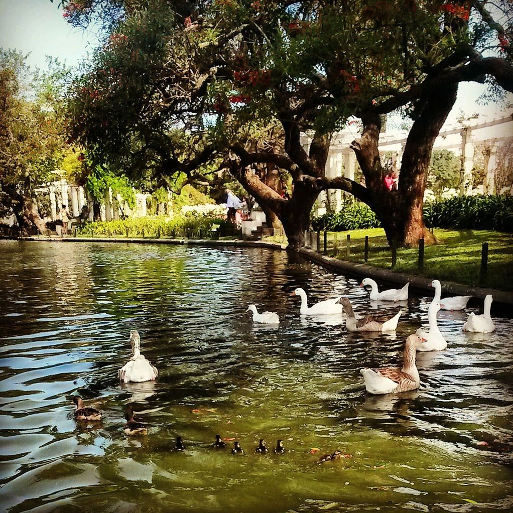 Geese swimming by trees