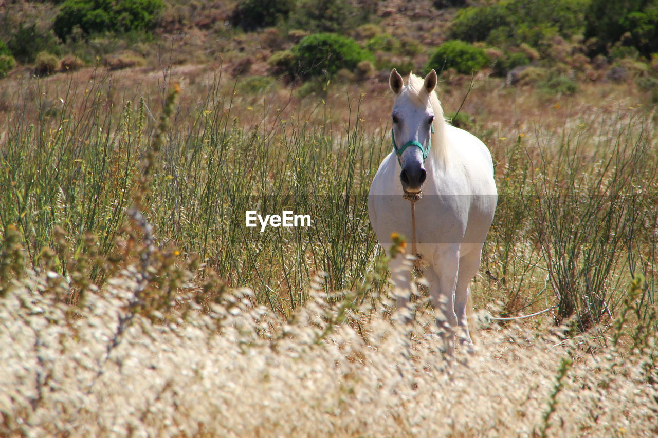 WHITE HORSE ON FIELD