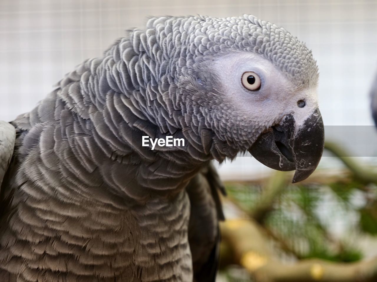 Close-up of african grey parrot 