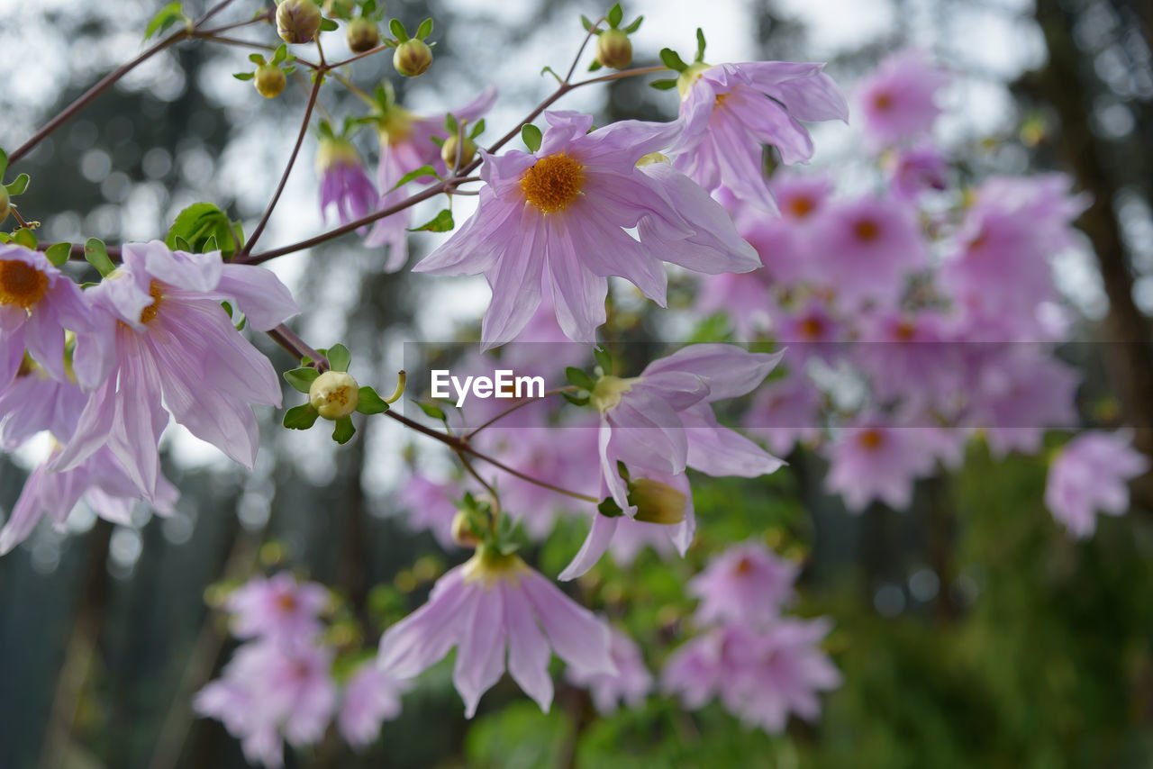 Close-up of pink cherry blossom