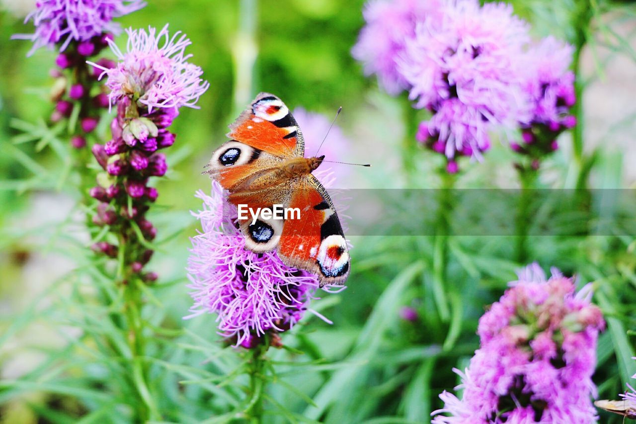 CLOSE-UP OF BUTTERFLY ON PURPLE FLOWER