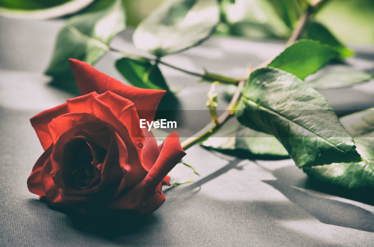 CLOSE-UP OF RED ROSE IN PLANT