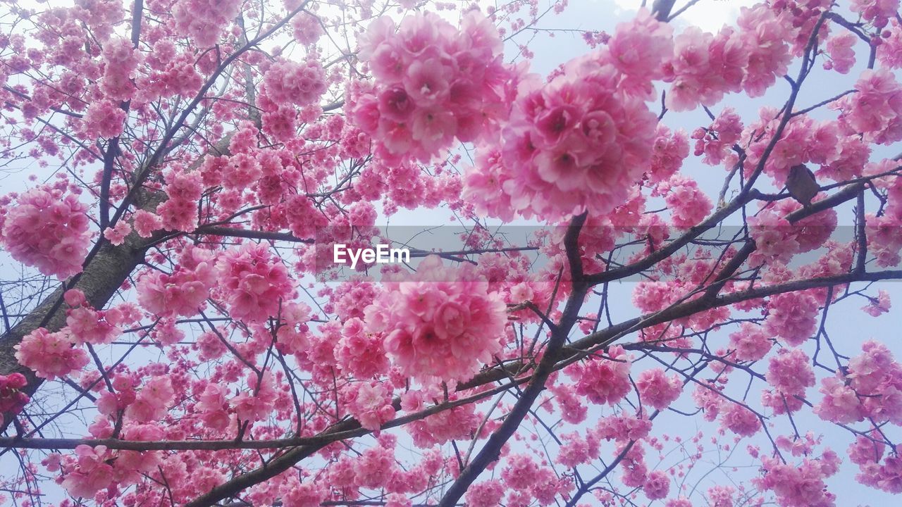 LOW ANGLE VIEW OF PINK CHERRY BLOSSOM TREE