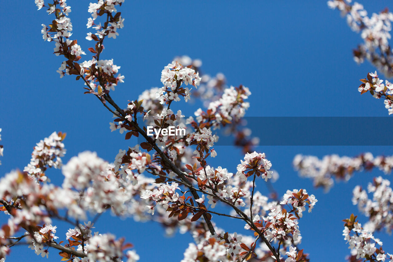 CLOSE-UP OF CHERRY BLOSSOMS AGAINST BLUE SKY