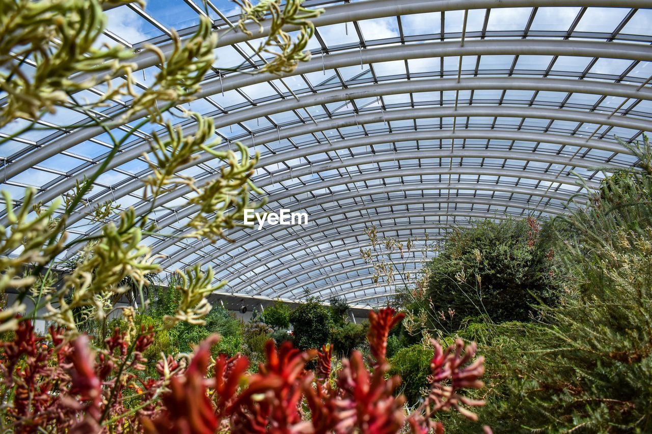 LOW ANGLE VIEW OF FLOWER PLANTS IN GREENHOUSE