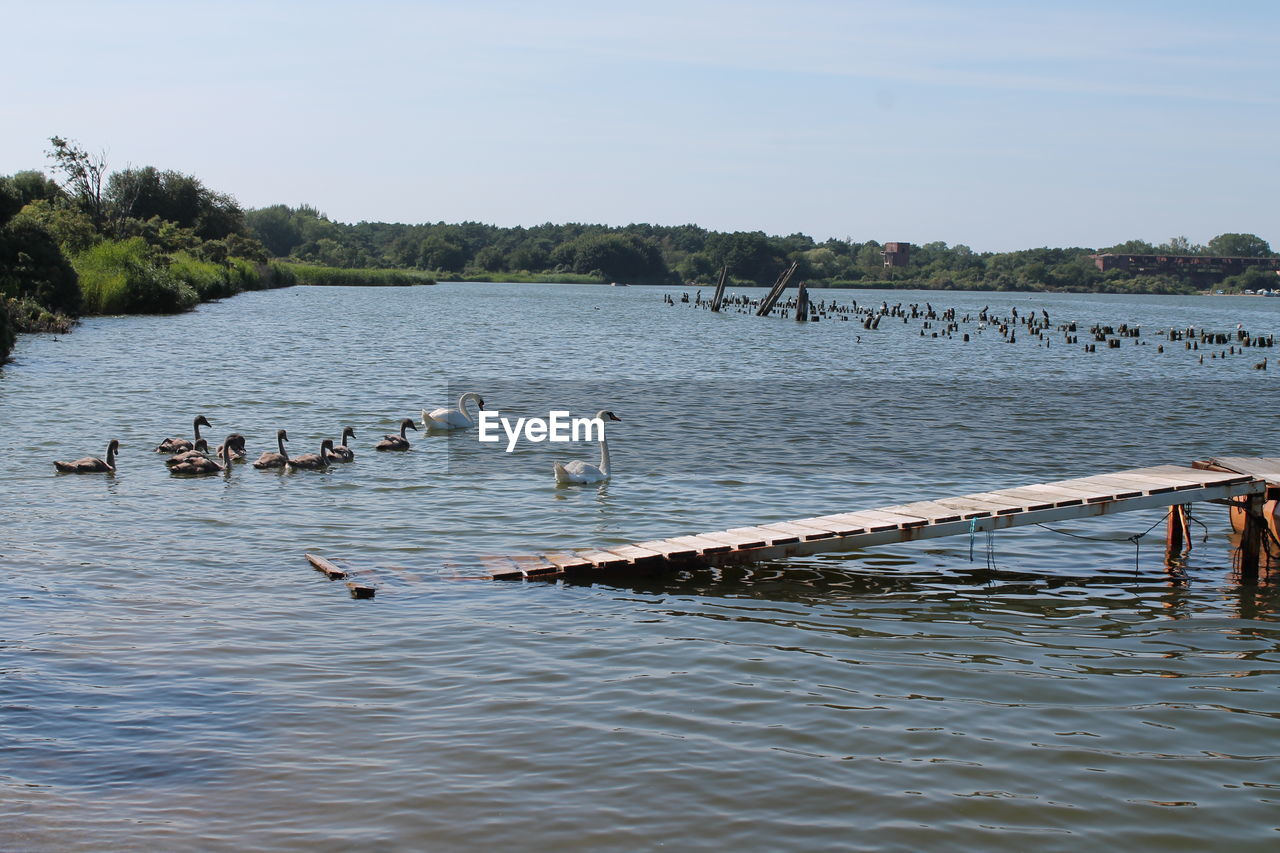 water, animal wildlife, wildlife, bird, animal themes, animal, boating, group of animals, large group of animals, nature, river, shore, swimming, sky, day, rowing, no people, beauty in nature, outdoors, nautical vessel, boat, tree, water bird, transportation, flock of birds, paddle, vehicle