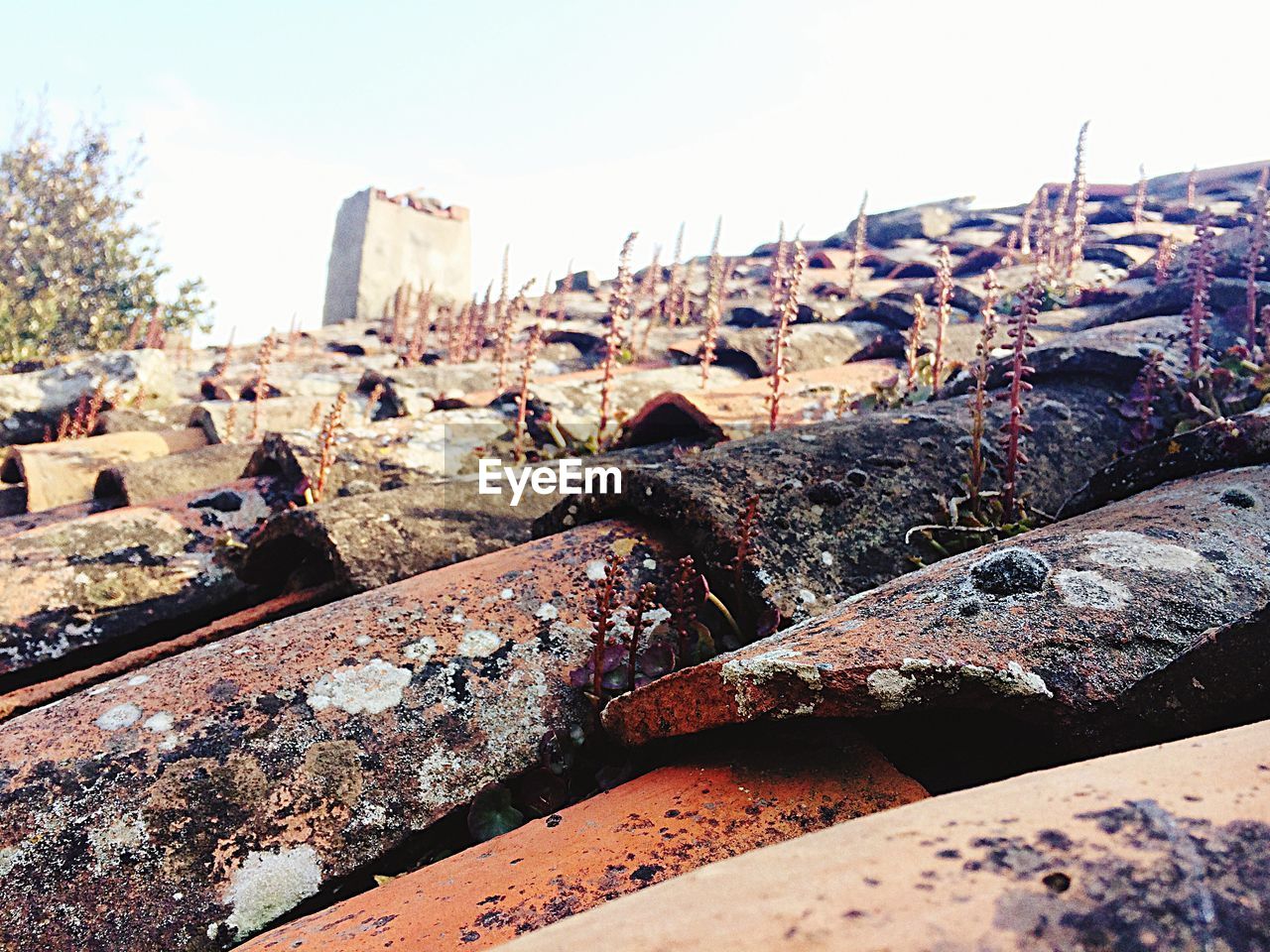 Close-up of roof tiles