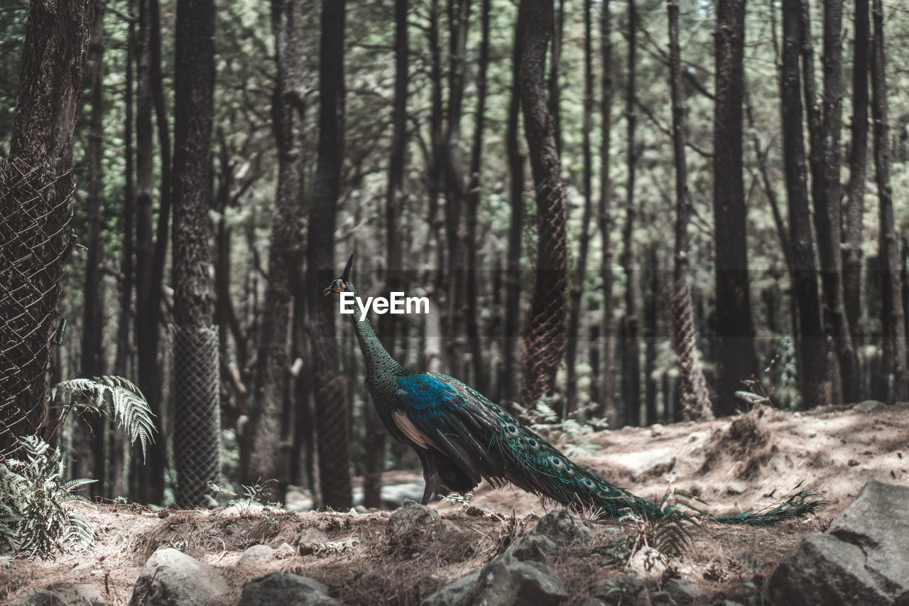 Peacock in forest