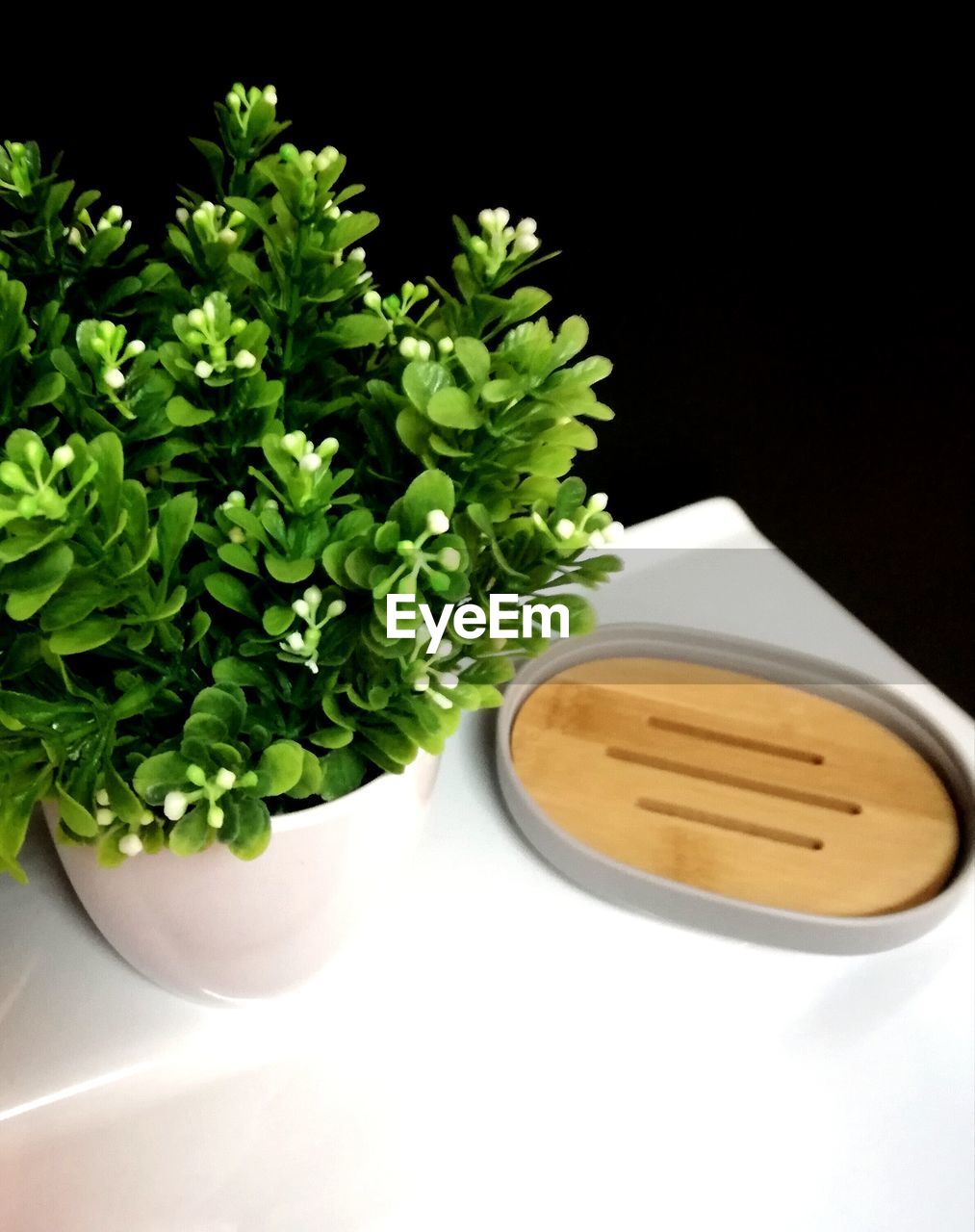 HIGH ANGLE VIEW OF POTTED PLANT ON TABLE AGAINST WHITE BACKGROUND