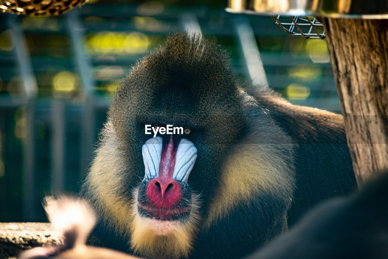 Portrait of monkey in zoo