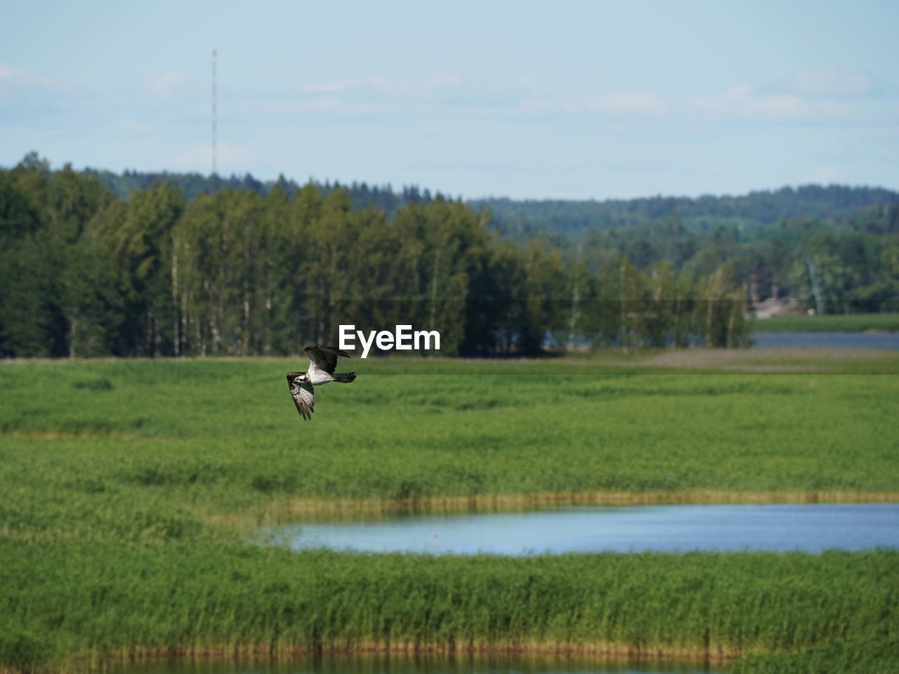 VIEW OF HORSE ON LAND