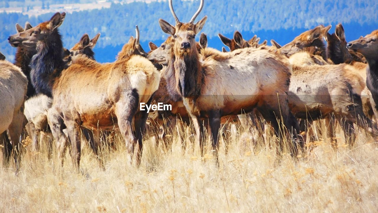 HERD OF DEER ON FIELD