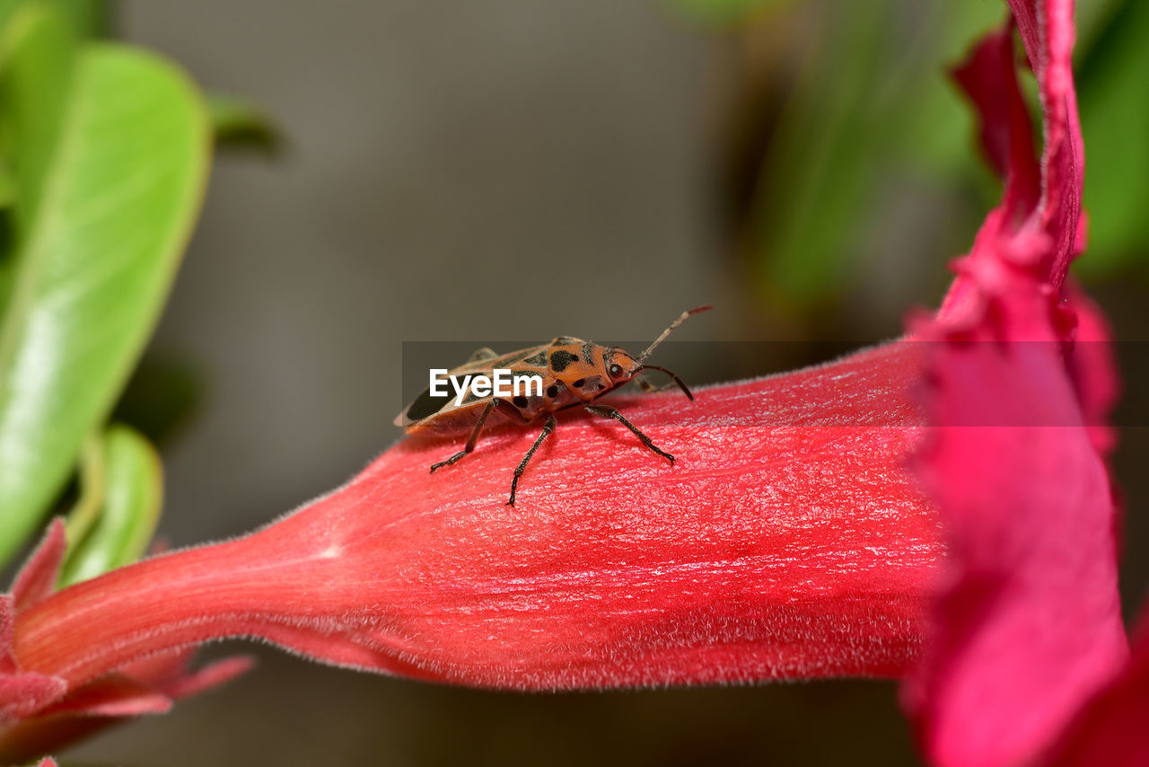 Close-up of insect on red flower