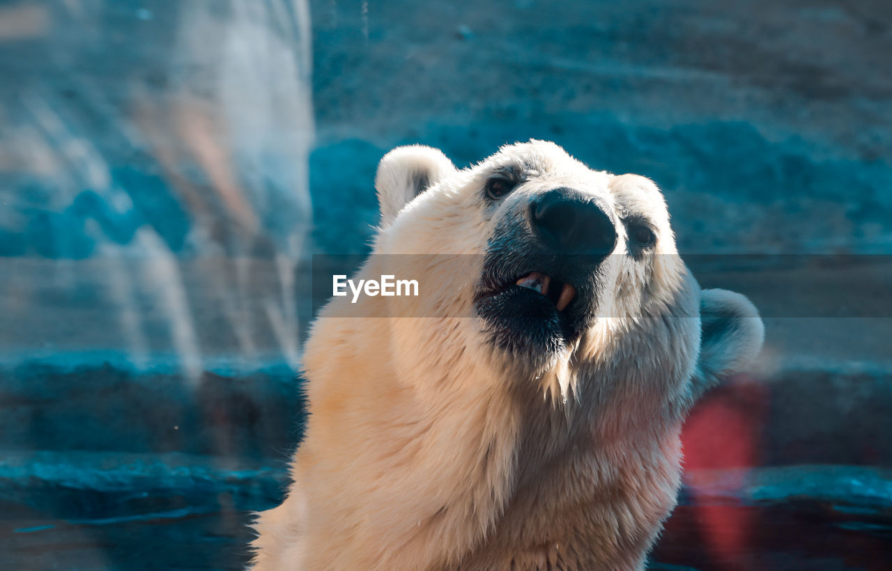 CLOSE-UP OF A DOG LOOKING AWAY