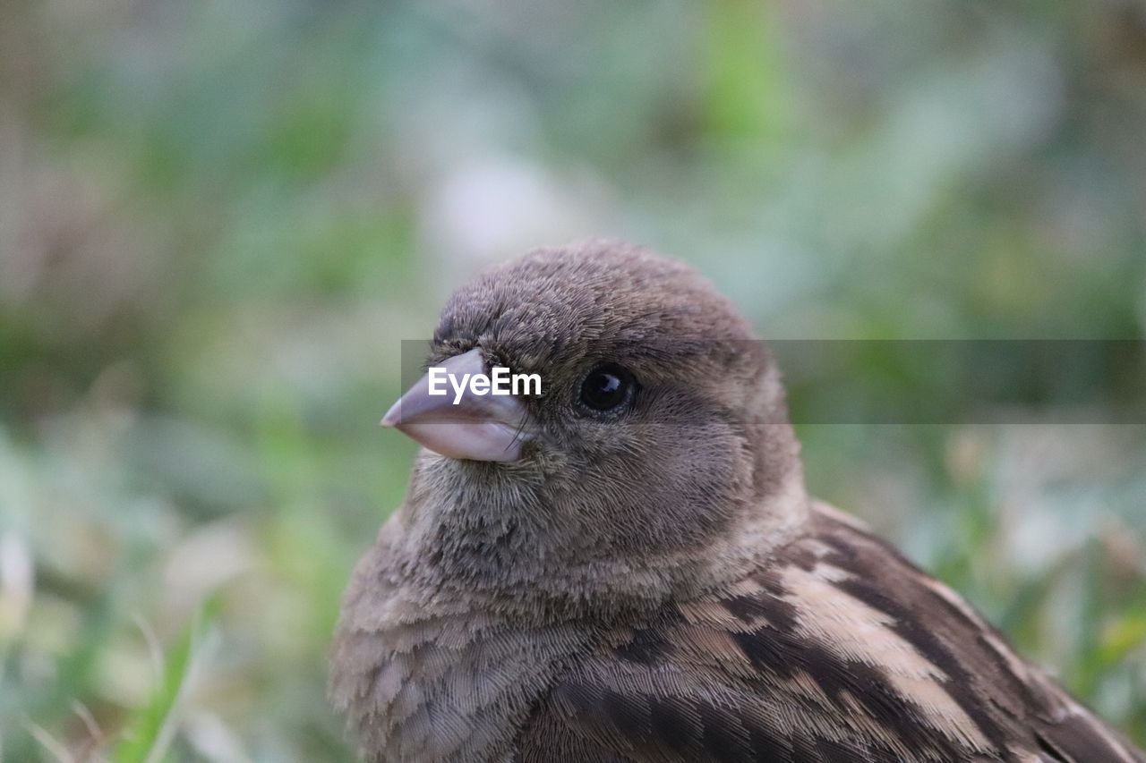 CLOSE-UP OF YOUNG BIRD