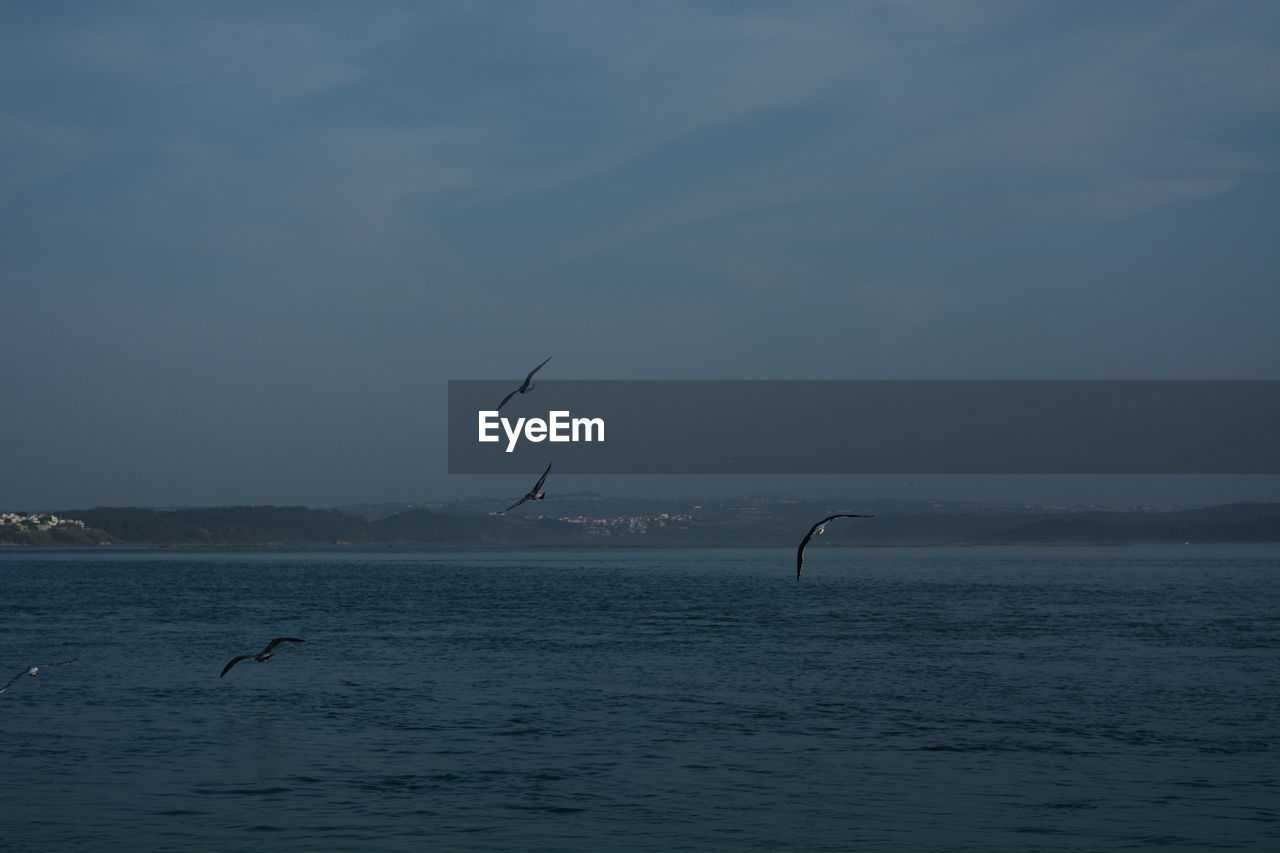 SEAGULL FLYING OVER SEA