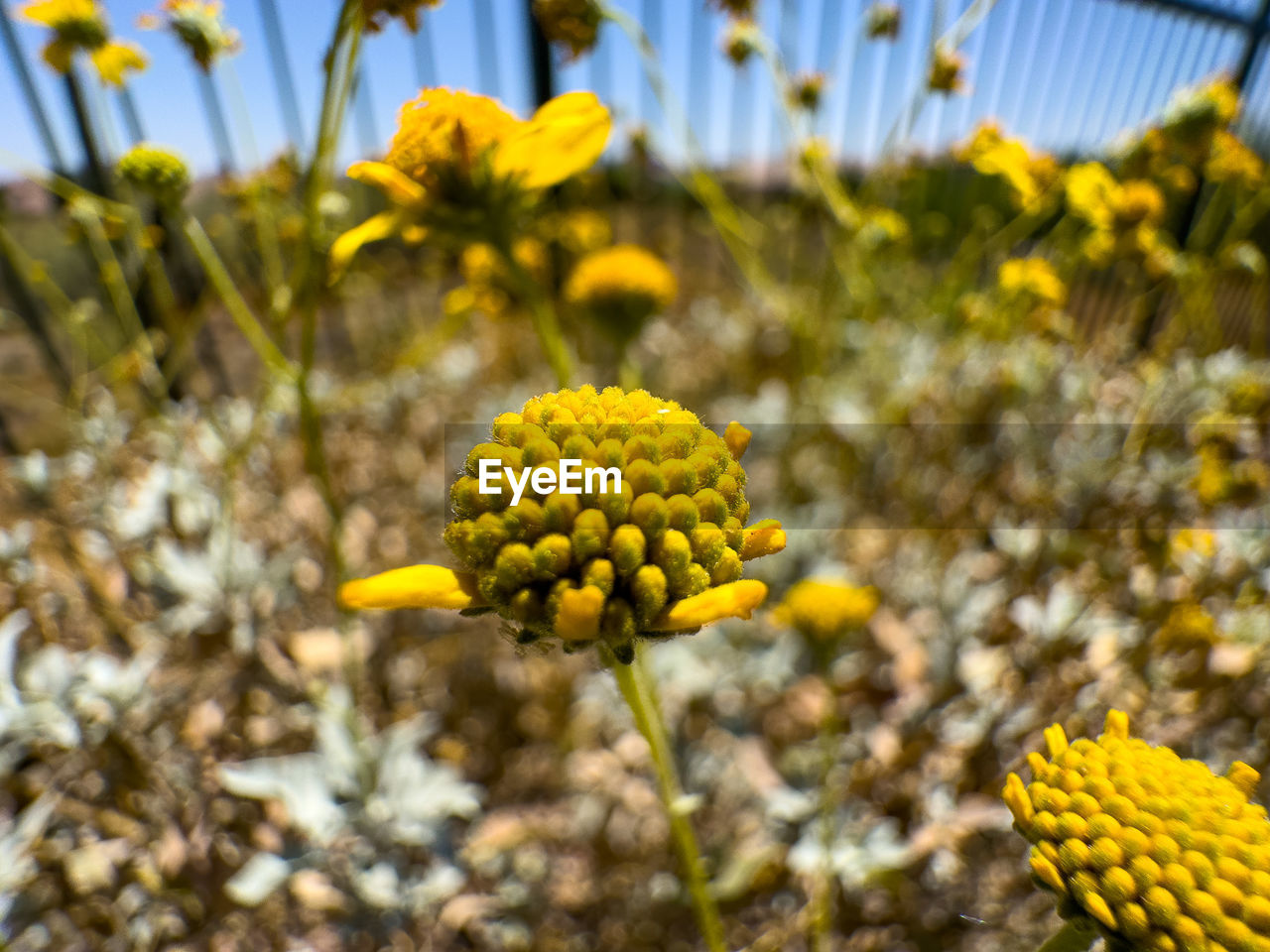 yellow, plant, flower, flowering plant, growth, nature, beauty in nature, freshness, close-up, focus on foreground, fragility, no people, day, flower head, macro photography, field, wildflower, inflorescence, outdoors, pollen, petal, botany, sunlight, land, leaf, autumn, blossom