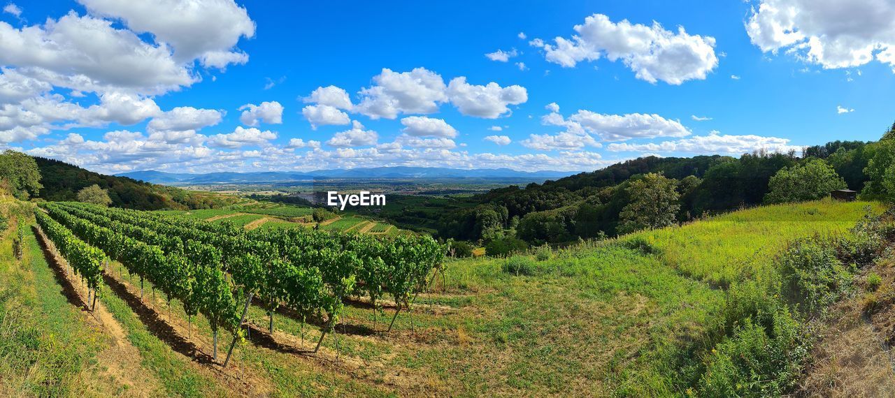 VINEYARD AGAINST SKY