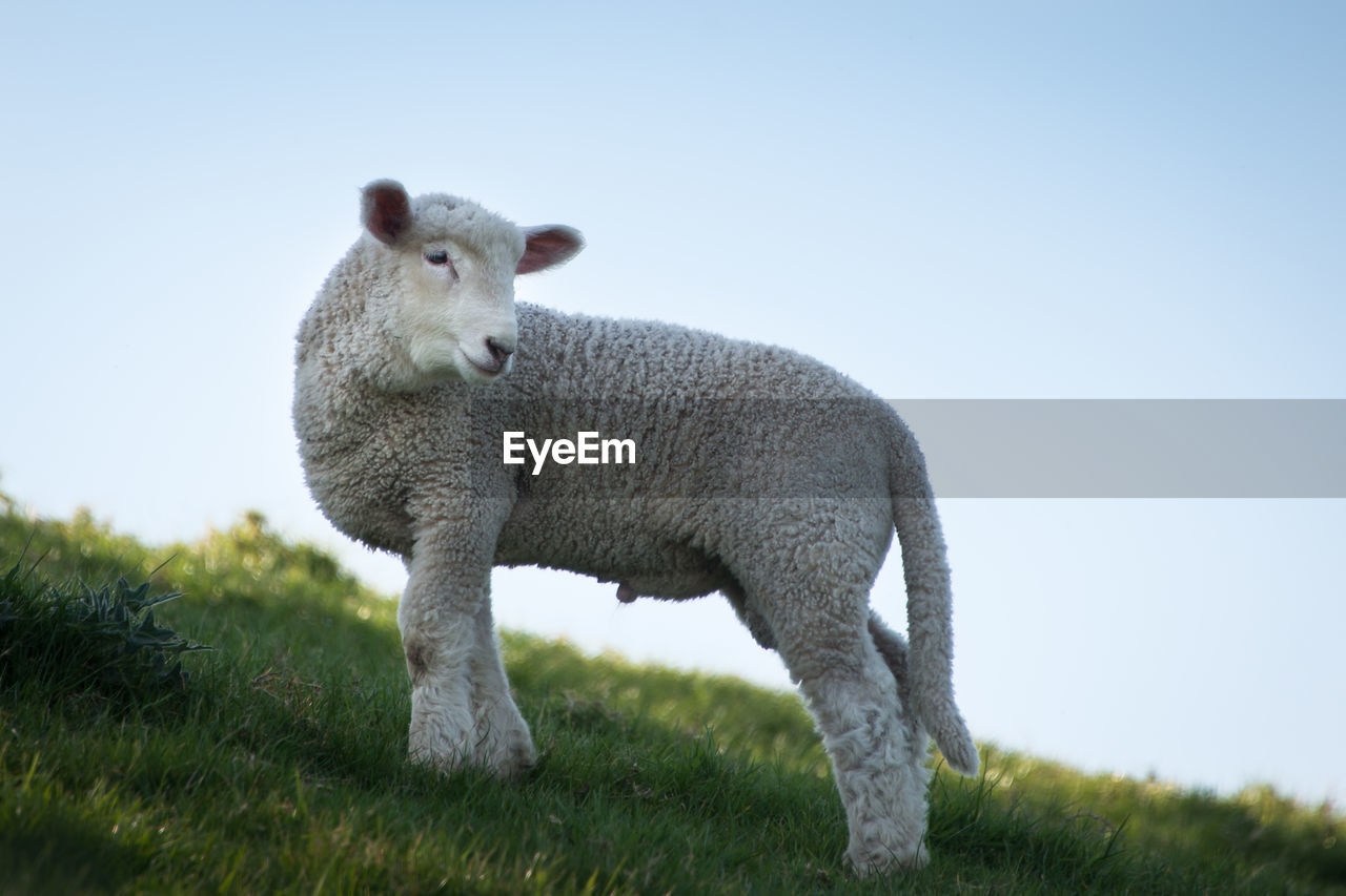 SHEEP IN A FARM