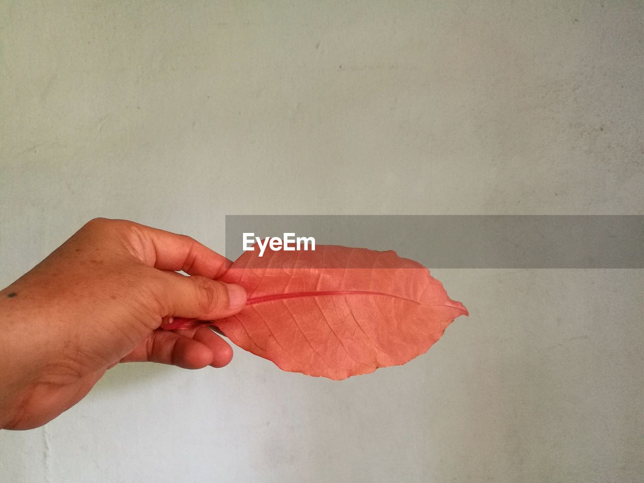 CLOSE-UP OF HAND HOLDING RED LEAVES AGAINST WHITE BACKGROUND