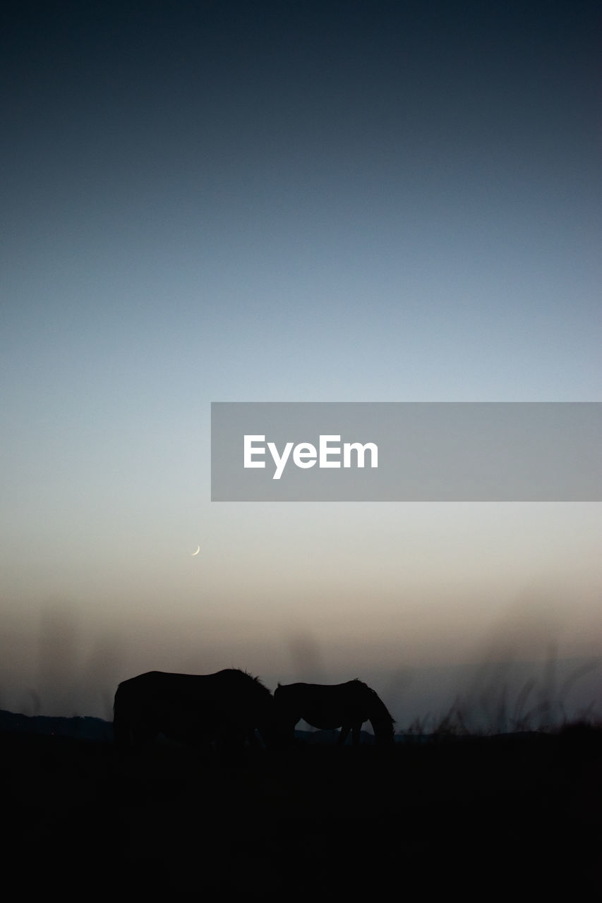 Silhouette landscape against clear sky at sunset. silhouette of some horses.