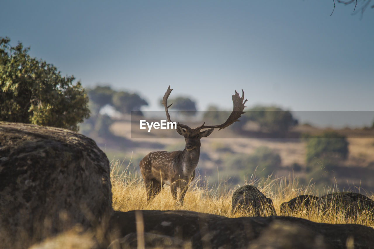 View of deer in field