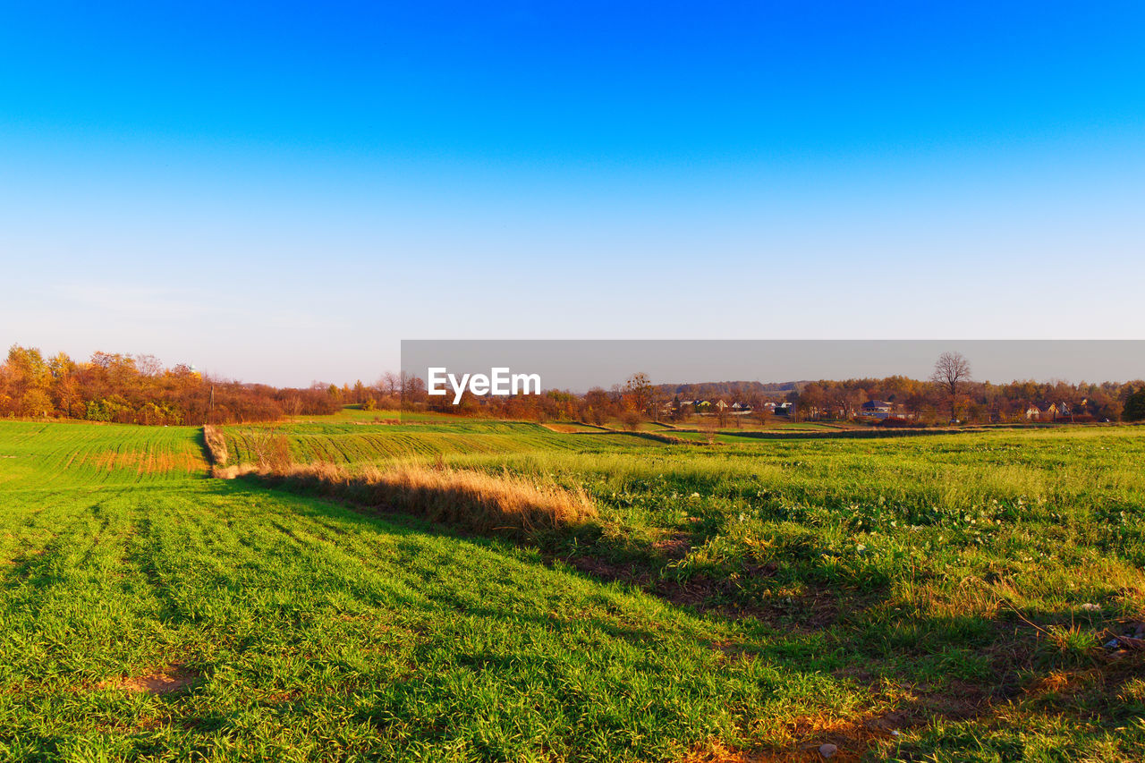 Scenic view of field against clear sky