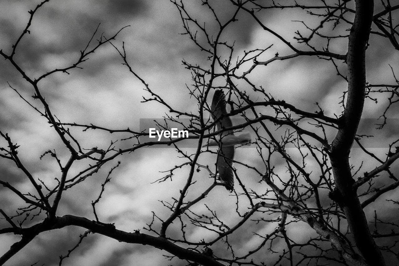 Low angle view of bird flying over bare tree against cloudy sky