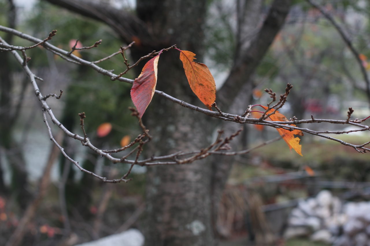 CLOSE-UP OF AUTUMN LEAVES ON BRANCH