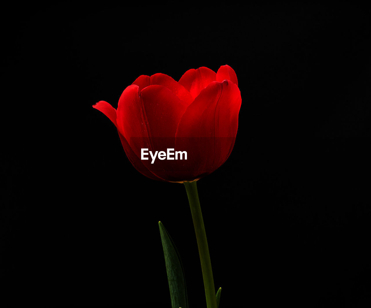 CLOSE-UP OF RED TULIPS AGAINST BLACK BACKGROUND