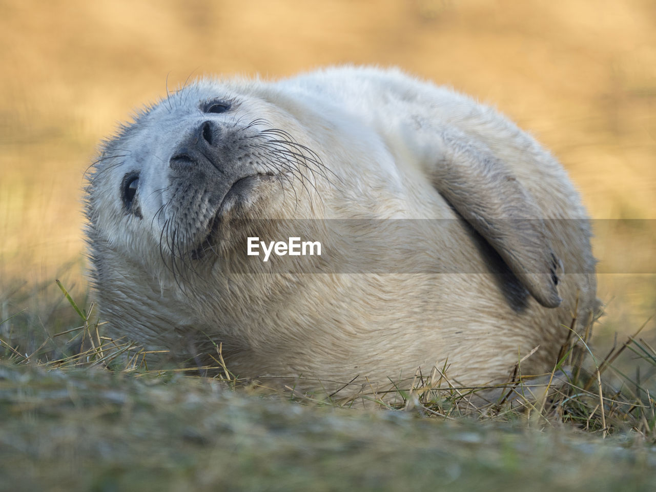 CLOSE-UP OF RABBIT RELAXING ON GRASS