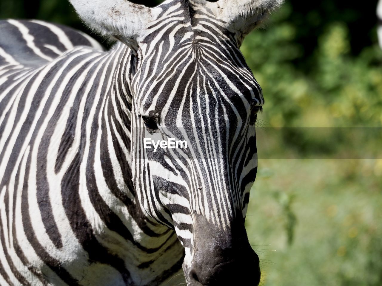 animal, animal themes, animal wildlife, striped, zebra, mammal, wildlife, one animal, safari, no people, nature, close-up, domestic animals, animal body part, herbivorous, animal markings, outdoors, portrait, tourism, white, zoo, focus on foreground, travel destinations, animal head, pattern, black, day