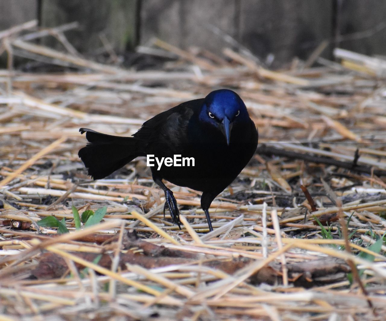 Close-up of bird on field