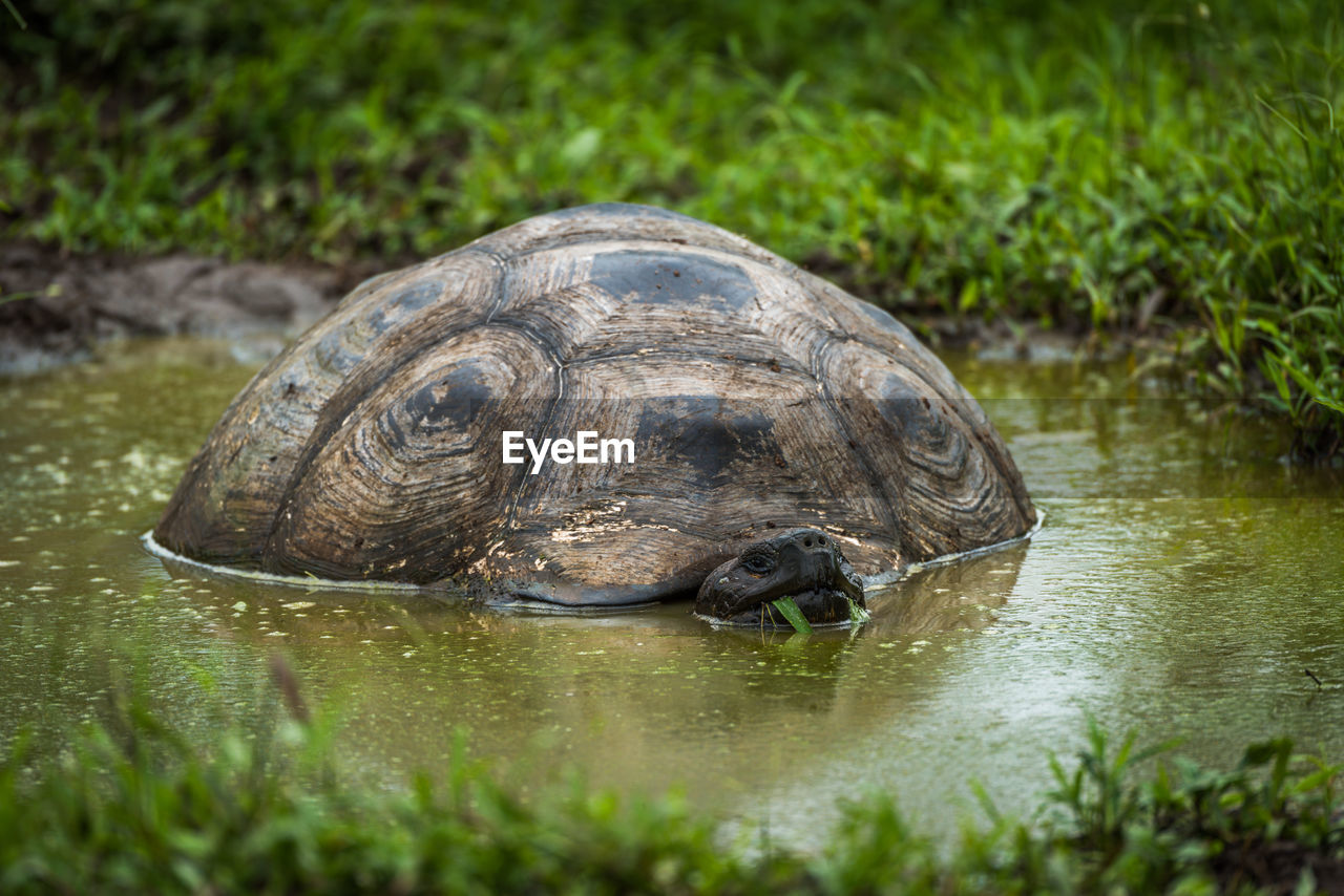 Close-up of giant tortoise in water