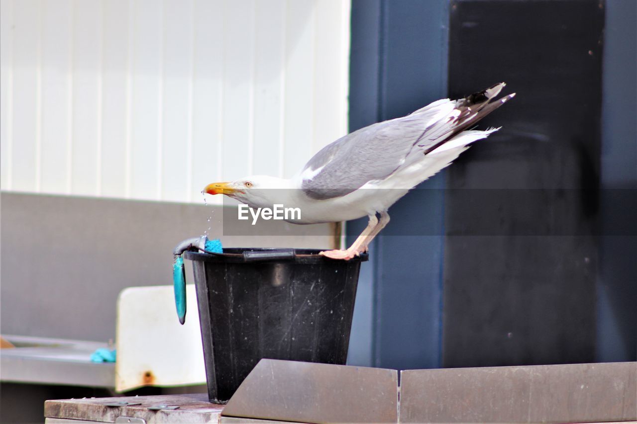 BIRD PERCHING ON WALL