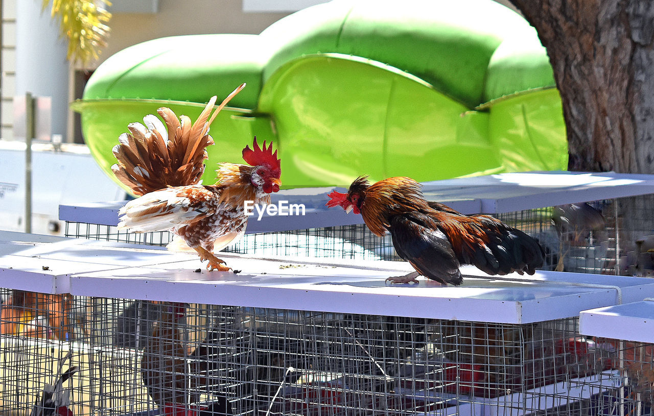 Territorial roosters in the island