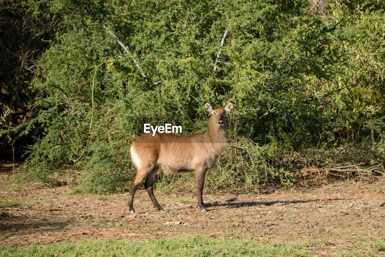 SIDE VIEW OF HORSE STANDING ON LAND