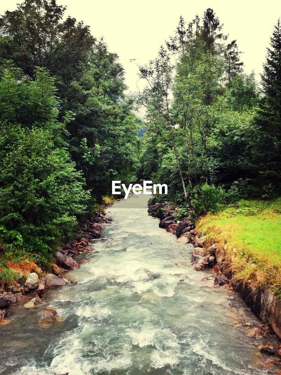 Narrow stream flowing along trees