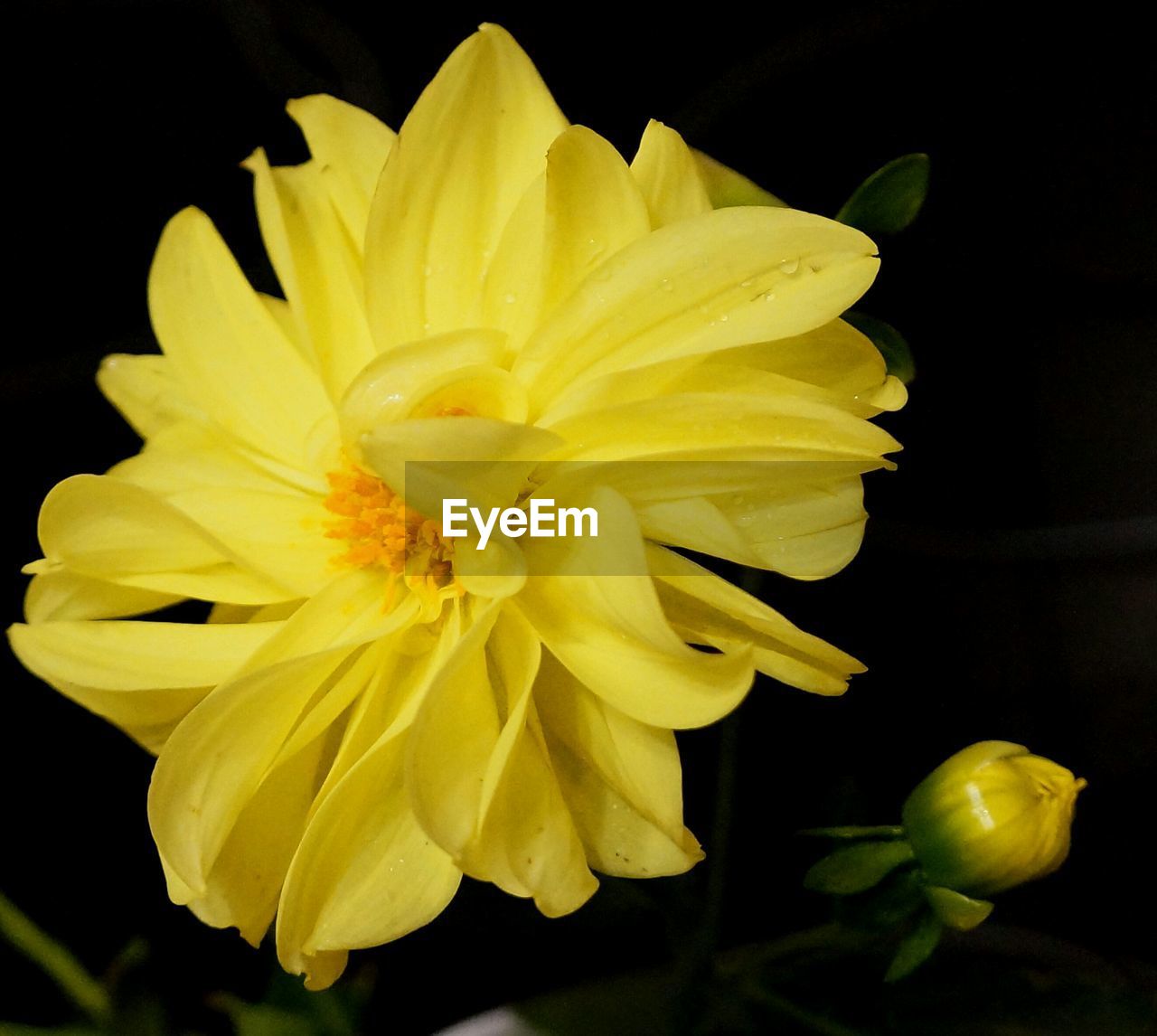 MACRO SHOT OF YELLOW FLOWER BLOOMING IN FIELD