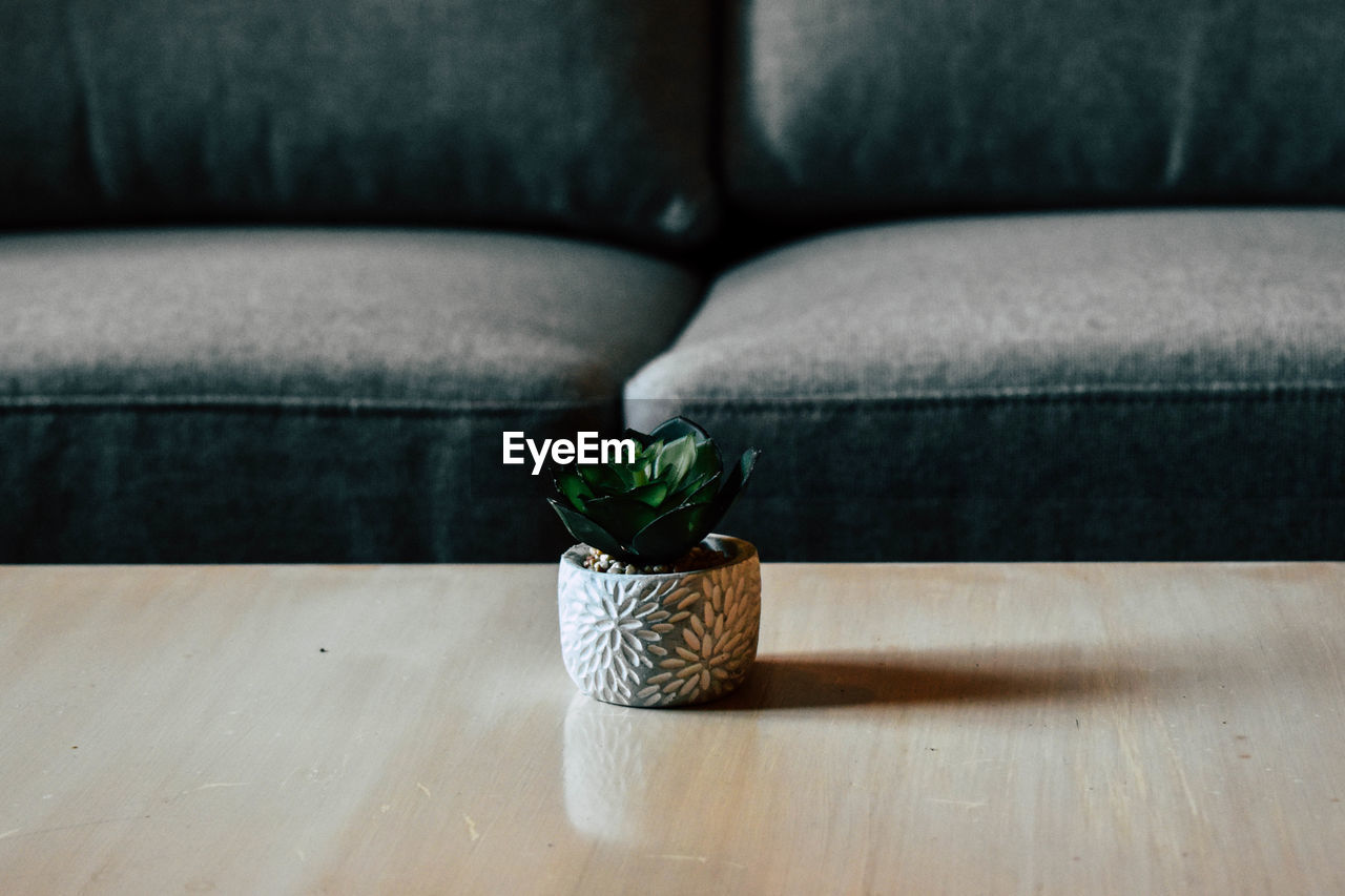 POTTED PLANT ON TABLE AT HOME