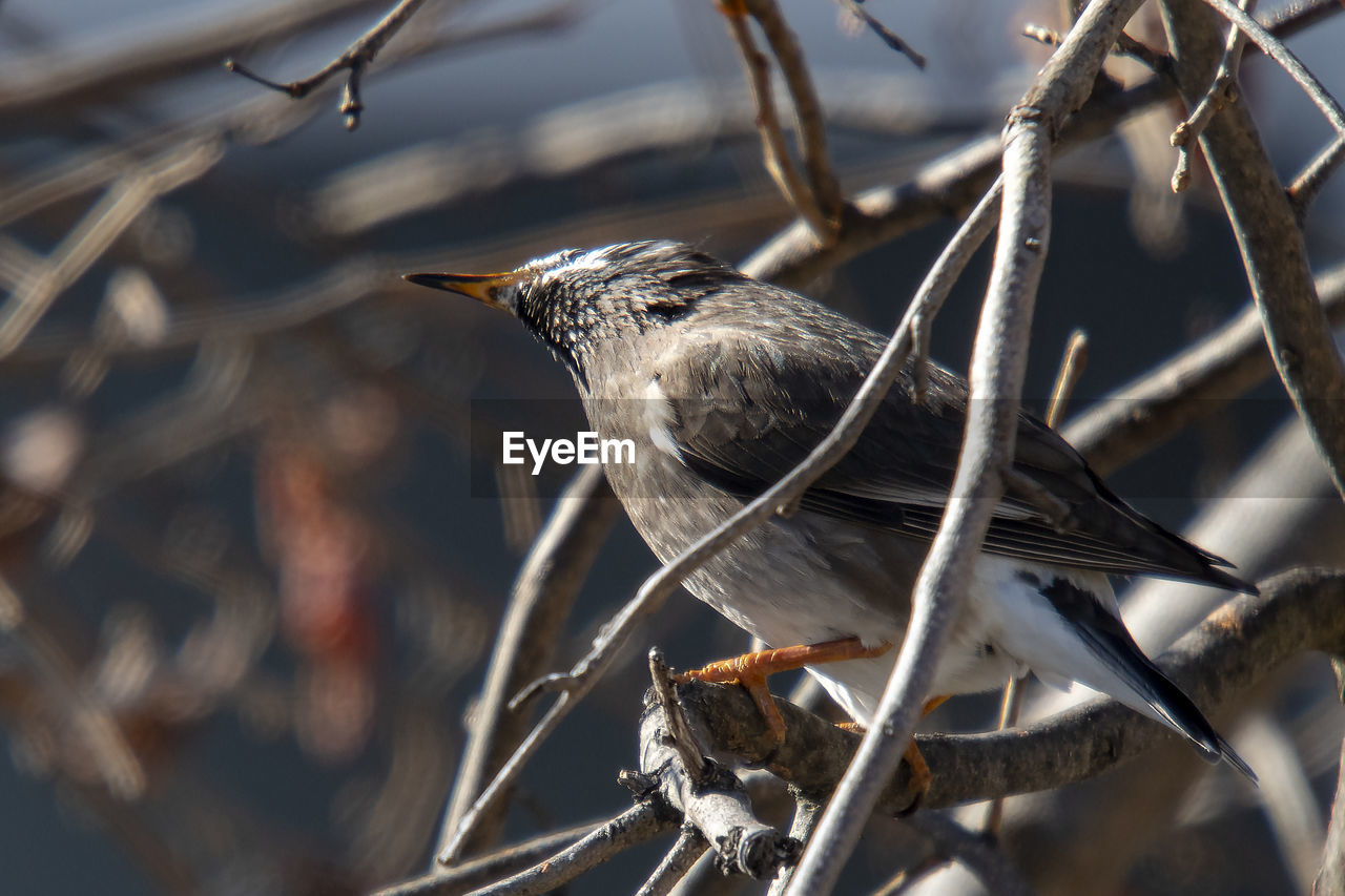 BIRD PERCHING ON A BRANCH