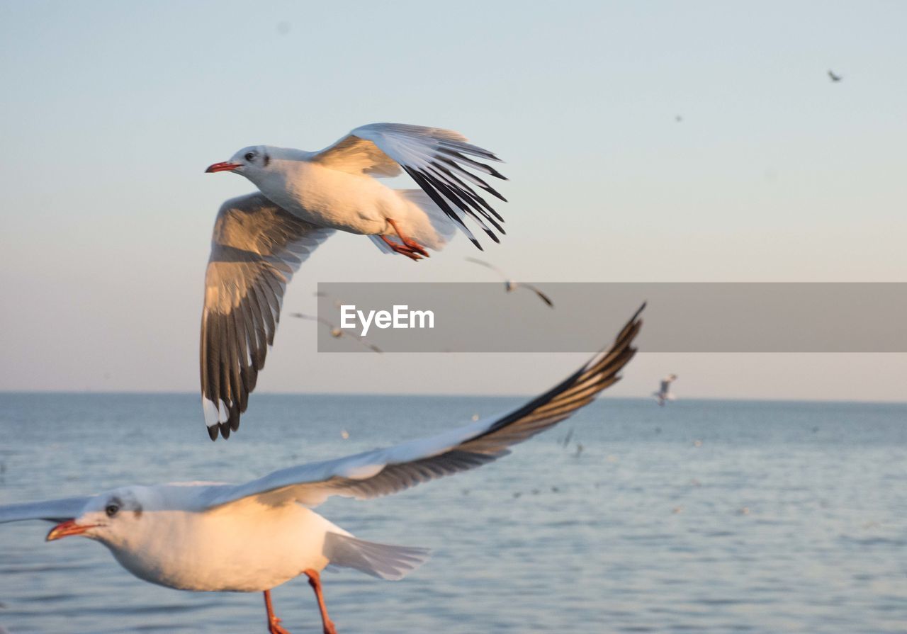 Seagull flying over sea against sky