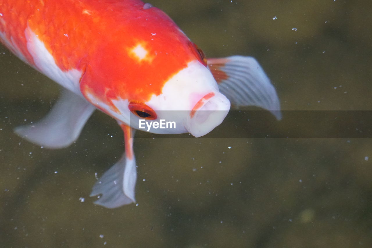 Close-up of koi carp swimming in pond