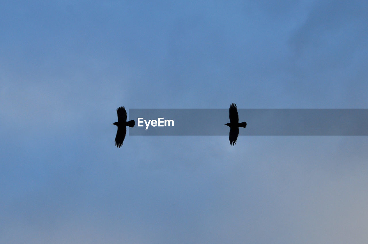 LOW ANGLE VIEW OF BIRD FLYING OVER BLUE SKY