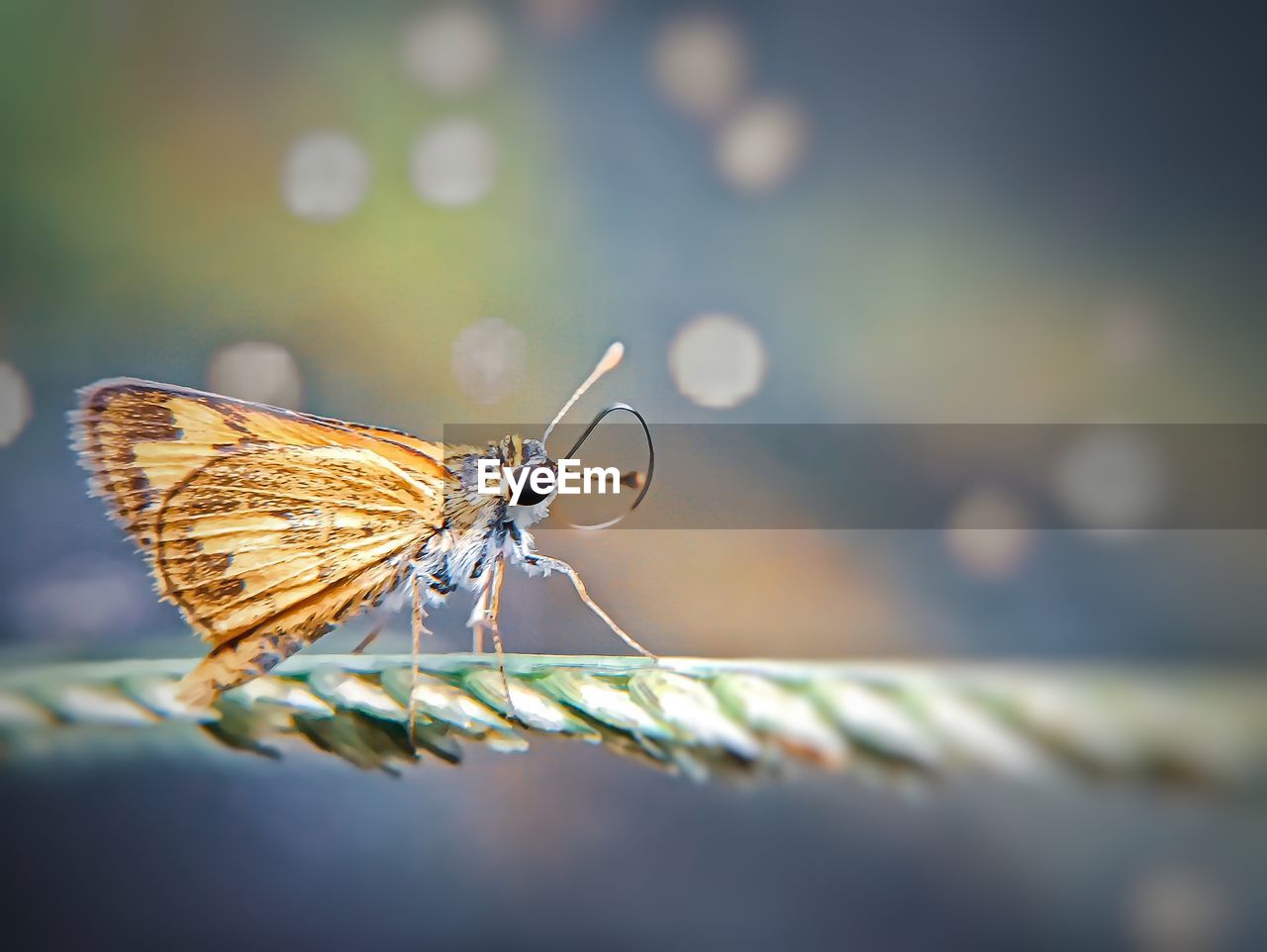 BUTTERFLY ON A LEAF