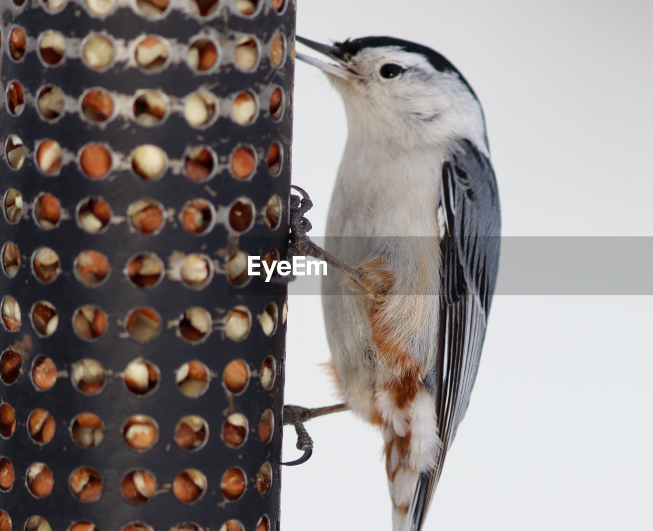 Close-up of bird perching on wood