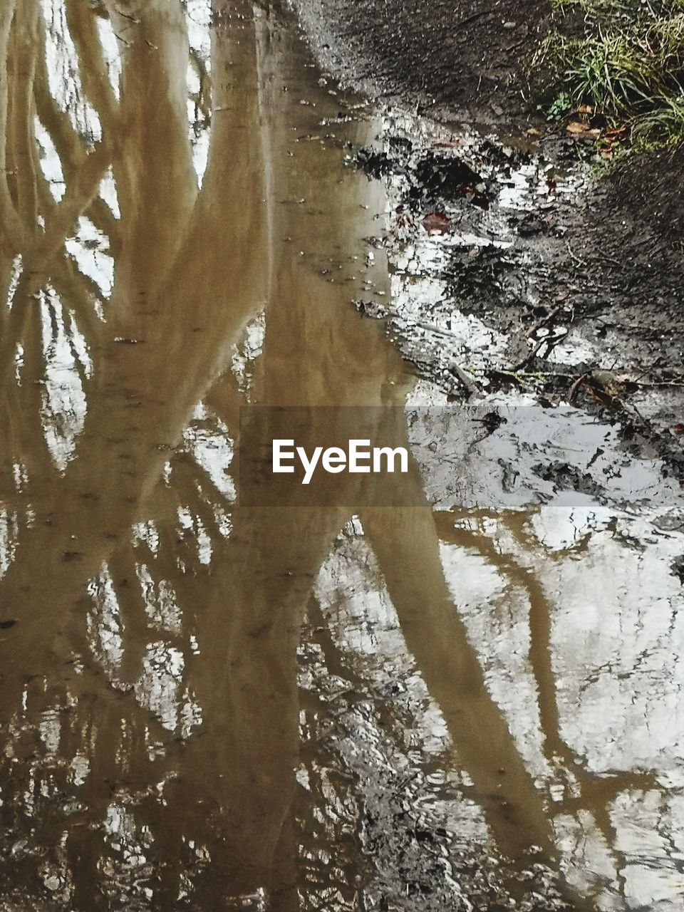 REFLECTION OF TREES ON LAKE