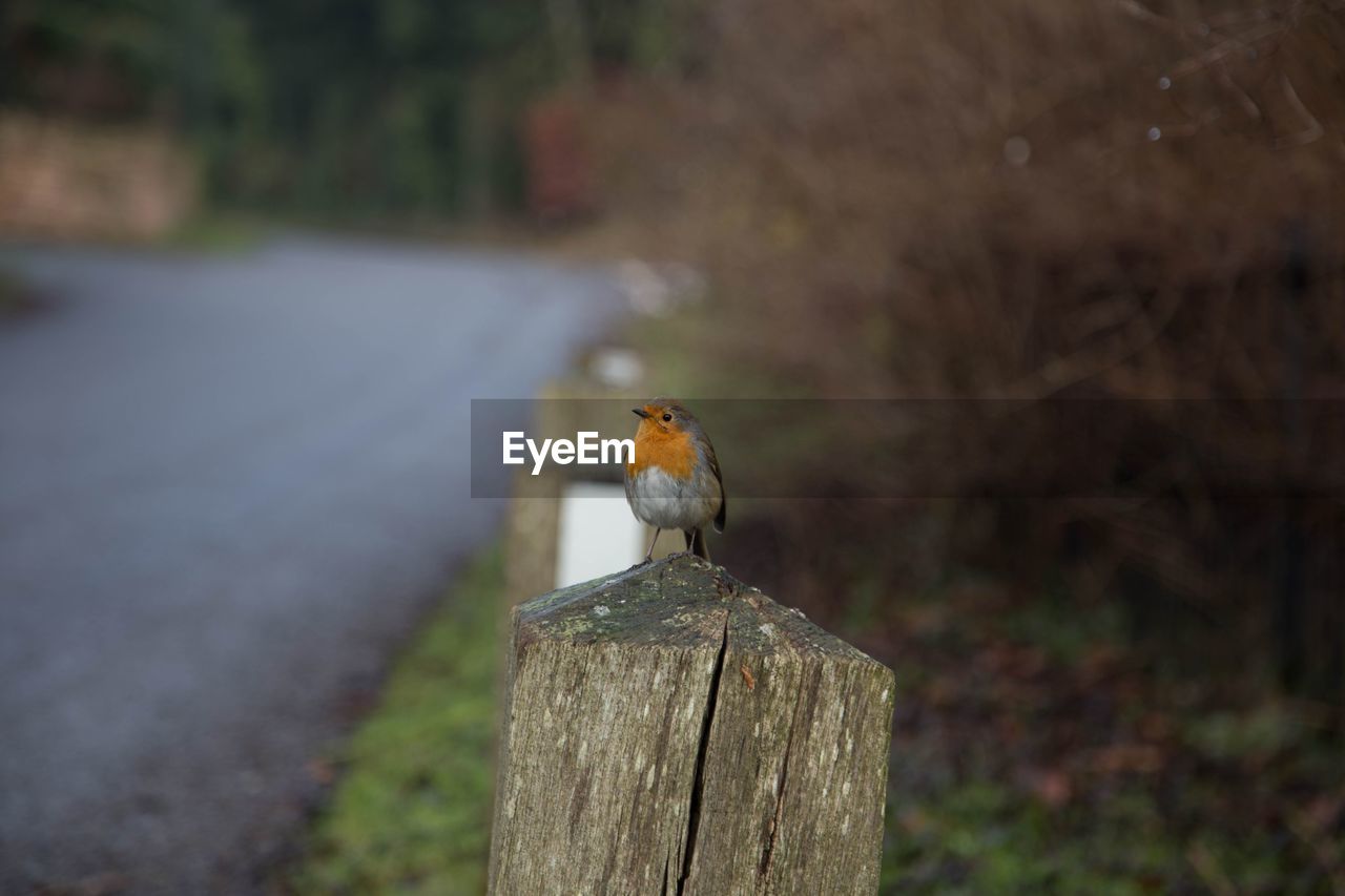 animal themes, animal, nature, animal wildlife, bird, wildlife, one animal, perching, wood, no people, tree, focus on foreground, autumn, outdoors, day, post, leaf, plant, wooden post, tree stump